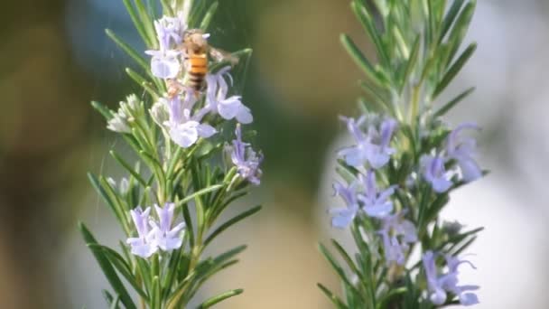 Маленькая пчелка — стоковое видео