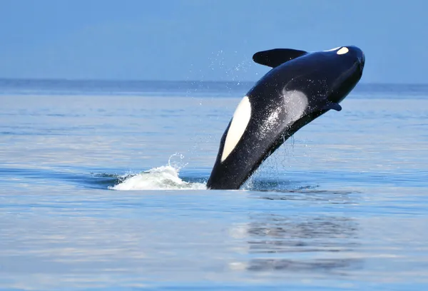 Orca près de Vancouver, BC — Photo