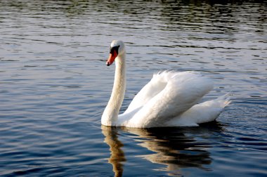 Mute swan göl günbatımı
