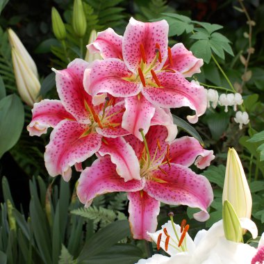 Üç daylilies Bahçe