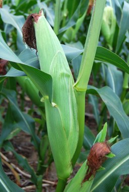 Mısır sapı üzerinde olgun kulak