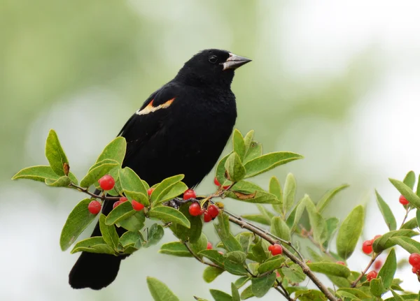 Rotflügelige Amsel, weißer Hintergrund — Stockfoto