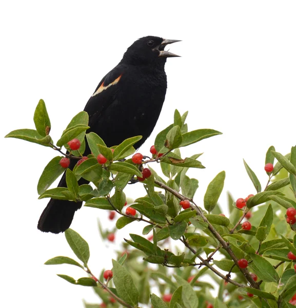 Red-winged blackbird, white background — Stock Photo, Image
