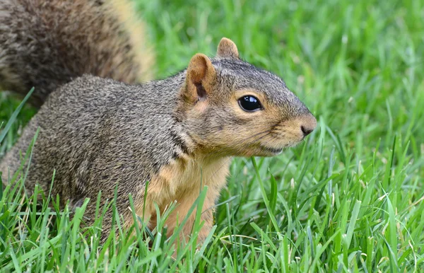 Eichhörnchen sieht richtig aus — Stockfoto