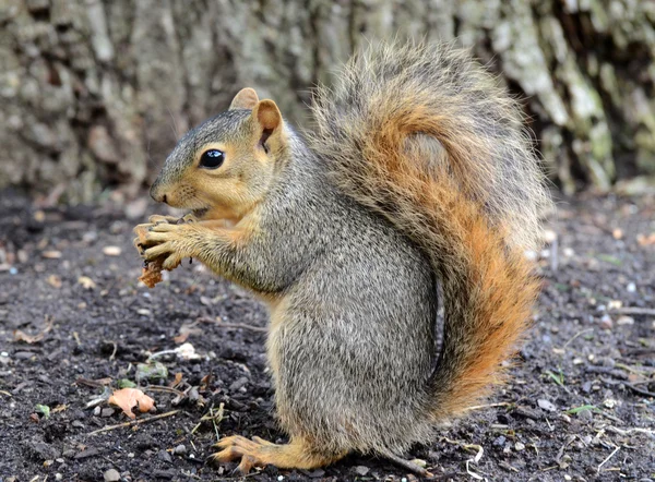 Squirrel eating peanut — Stock Photo, Image