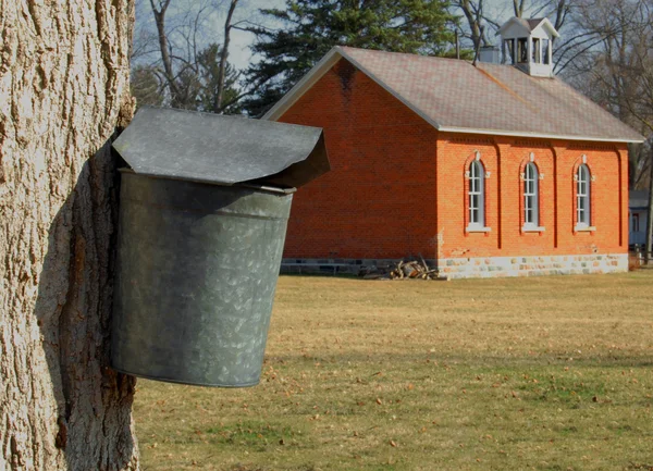 Maple tree with sap bucket — Stock Photo, Image