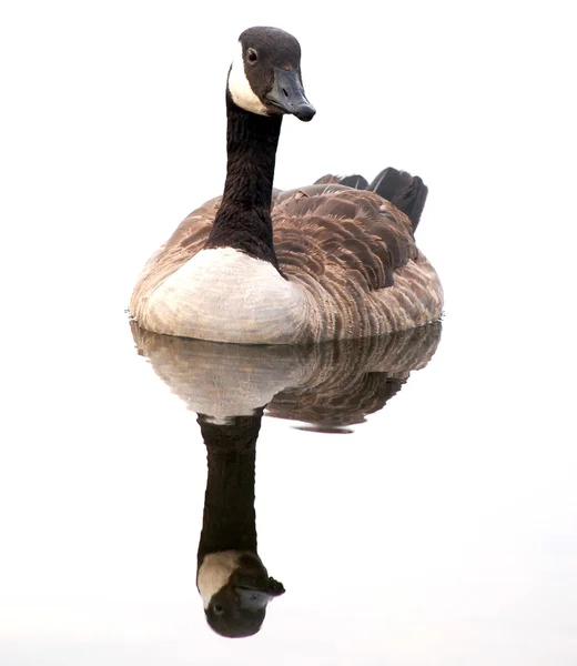 Kanadagans mit perfektem Spiegelbild — Stockfoto