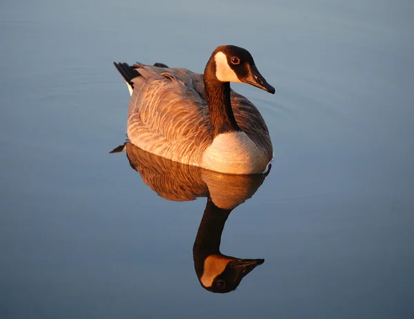 Canada goose reflected in river — Stock Photo, Image