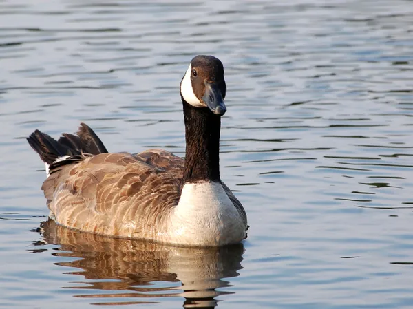 Canada goose v řece — Stock fotografie