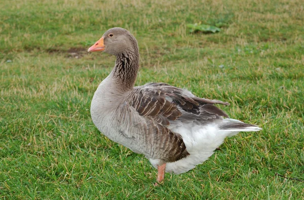 Graylag kaz — Stok fotoğraf