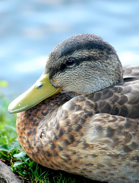 Black duck head close-up — Stock Photo, Image