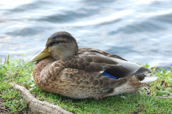 Schwarze Entenköpfe in Großaufnahme — Stockfoto