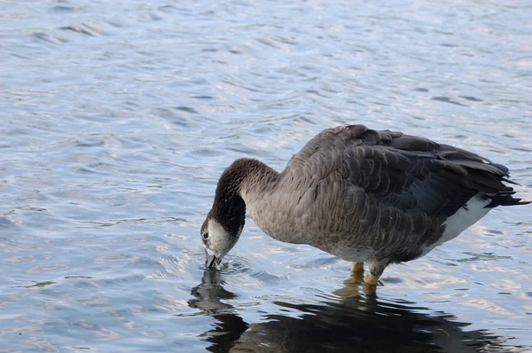 Canada goose drinking in lake — Stock Photo, Image