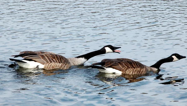 Angry Canada geese — Stock Photo, Image