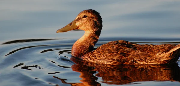 Eend gezicht bij zonsondergang, horizontale — Stockfoto