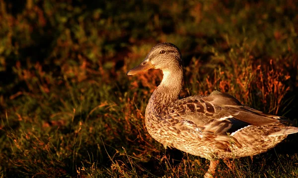 Black duck at sunset — Stock Photo, Image