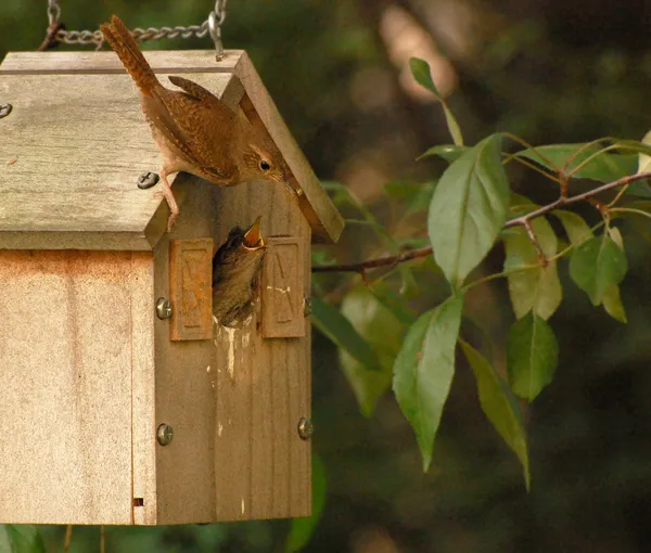 Birdhouse matka ptak i głodny noworodek ptak — Zdjęcie stockowe