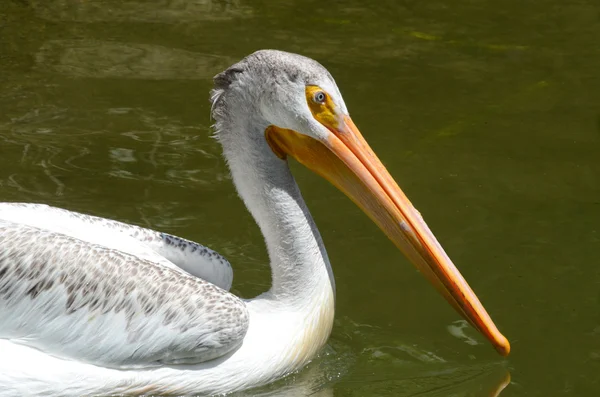 Pelican swimming — Stock Photo, Image