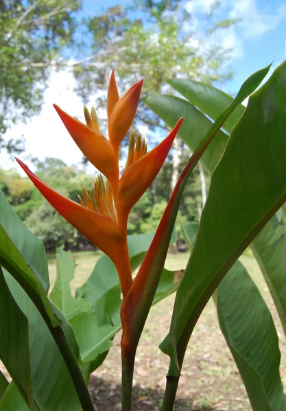 Heliconia květ velký — Stock fotografie