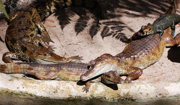 Krokodile faulenzen — Stockfoto