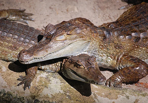 Amor de crocodilo — Fotografia de Stock