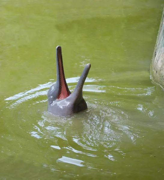 Baby rosa Flussdelfin — Stockfoto