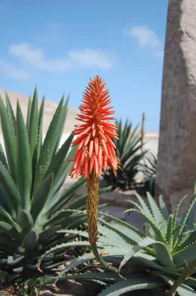 Aloe vera květ — Stock fotografie