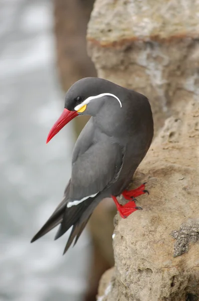 Tern inca — Fotografia de Stock