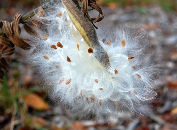 Borboleta milkweed seedpod mais perto — Fotografia de Stock