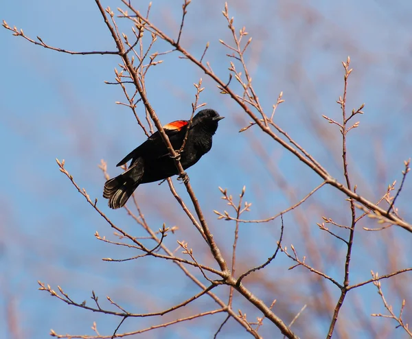 Rode gevleugelde blackbird op tak — Stockfoto