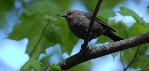 Pausbäckiger schwarzer, sperlingsartiger Vogel — Stockfoto