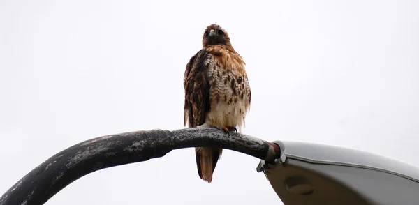Broad – okřídlené hawk na světlo, horizontální — Stock fotografie