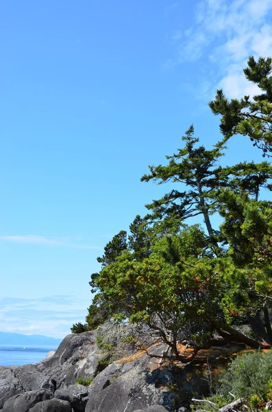 Vancouver Island East Sooke Park tree sky view — Stock Photo, Image