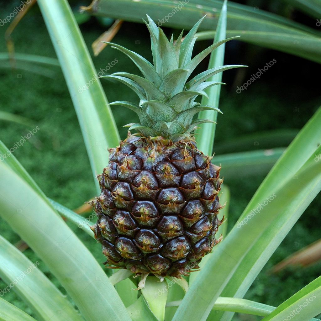 Pineapple In Tree Stock Photo C Smontgom65 12053273