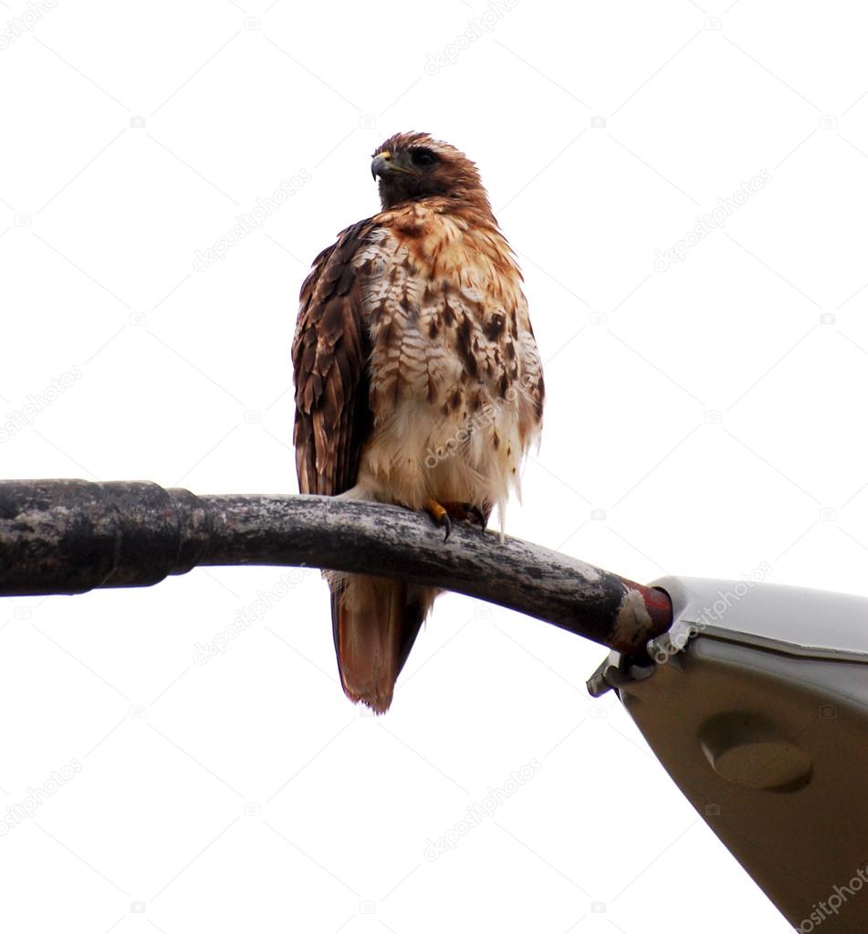 Broad-winged hawk on light