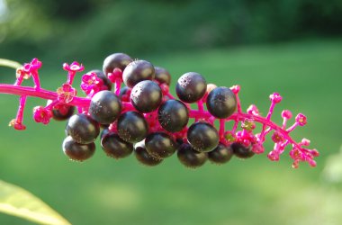 pokeweed meyveler phytolacca