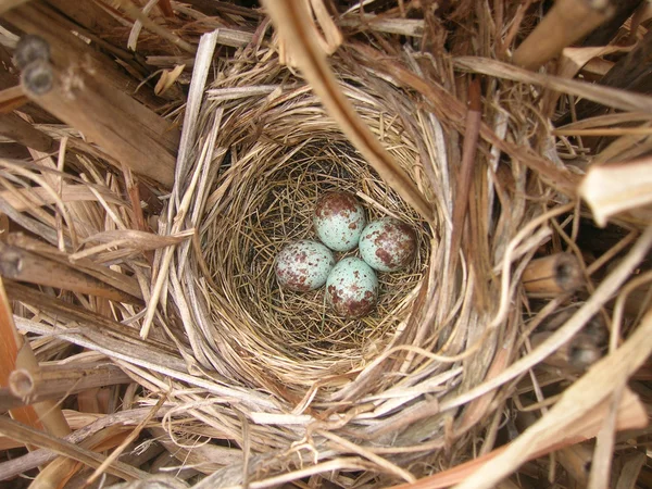 Robin's nest — Stock Fotó