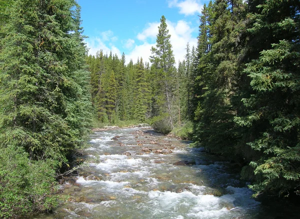 Canadian Rockies stream view near Banff — Stock Photo, Image