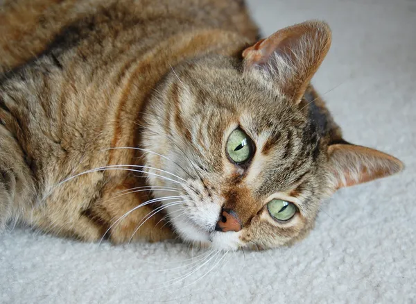 Tabby cat gazing — Stock Photo, Image