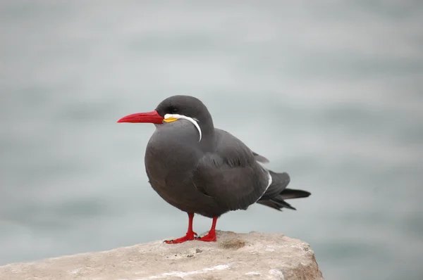 Inca terna guardando l'oceano — Foto Stock