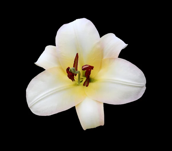 White Lily O.T. Boogie Woogie isolated on black — Stock Photo, Image