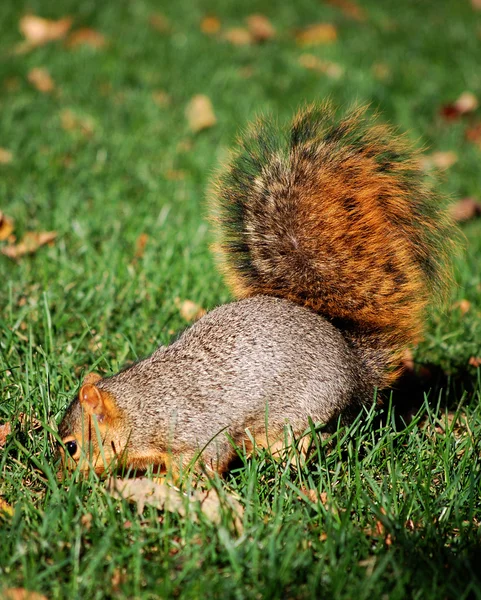Scavare scoiattolo per noce — Foto Stock