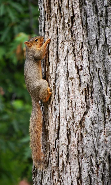 Eichhörnchen hängt an Baum — Stockfoto