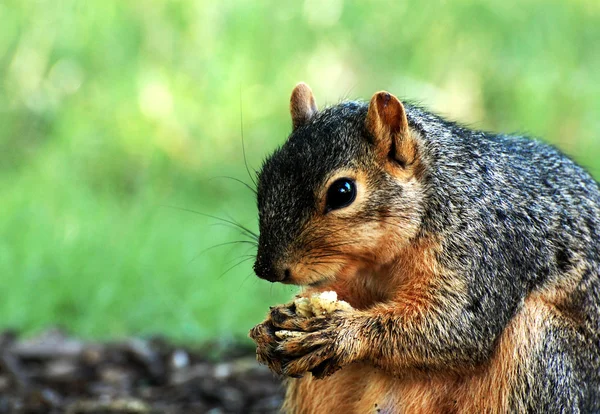 Scoiattolo mangiare da vicino — Foto Stock