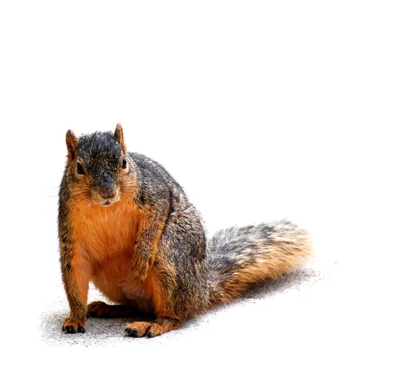 Squirrel pondering, on white with shadow — Stock Photo, Image