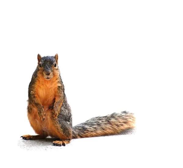 Eichhörnchen starrt dich an, auf weiß mit Schatten — Stockfoto