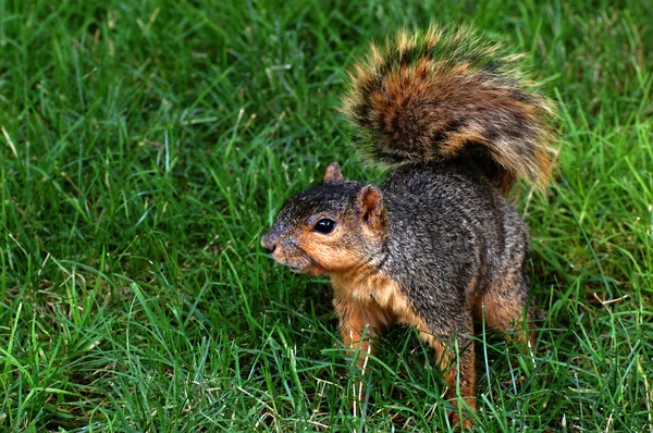 Esquilo agachamento na grama — Fotografia de Stock