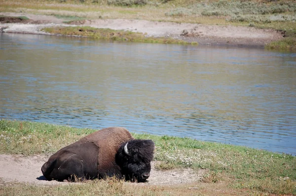 Йеллоустонский бизон сидит на песчаной ванне — стоковое фото