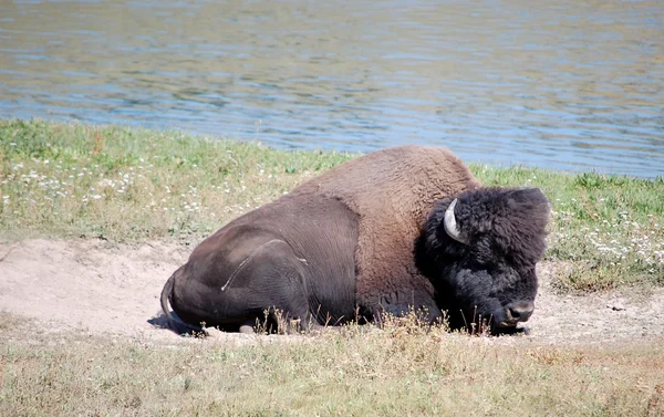 黄石公园野牛坐在沙浴上 — 图库照片