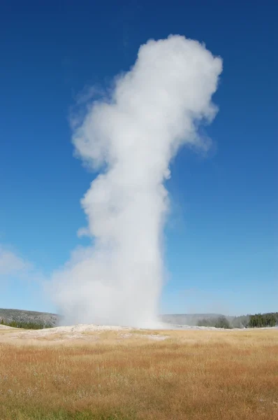 Old Faithful over grassy field